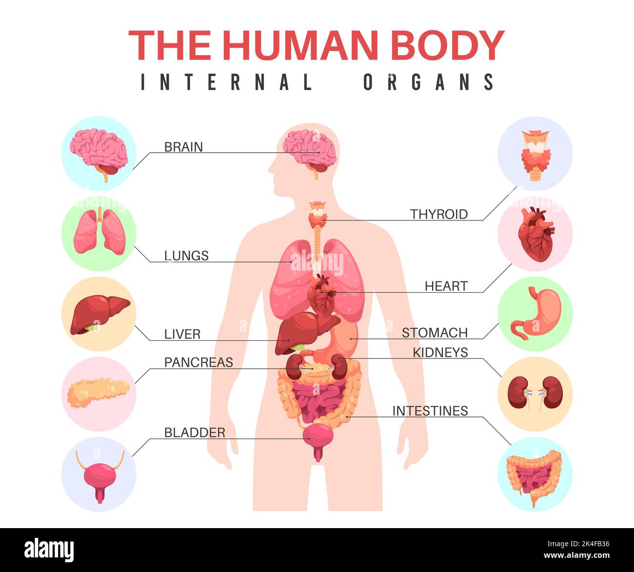 Organes dans le corps humain. Silhouette d'homme anatomique, organes internes, infographies éducatives, affiche biologique médicale, avec estomac et vessie, poumons Illustration de Vecteur