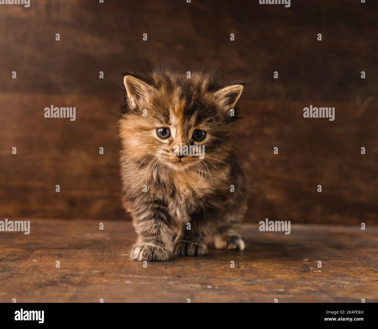 Un portrait d'un adorable chaton tortoiseshell à cheveux longs isolé sur un fond de bois brun Banque D'Images