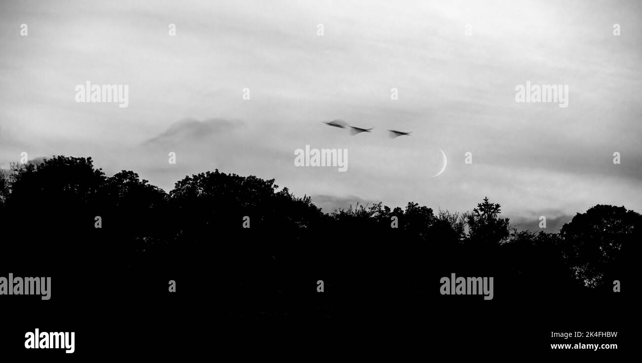 Trois oiseaux en mouvement avec le sliver de la nouvelle lune dans le ciel. Soirée. Banque D'Images