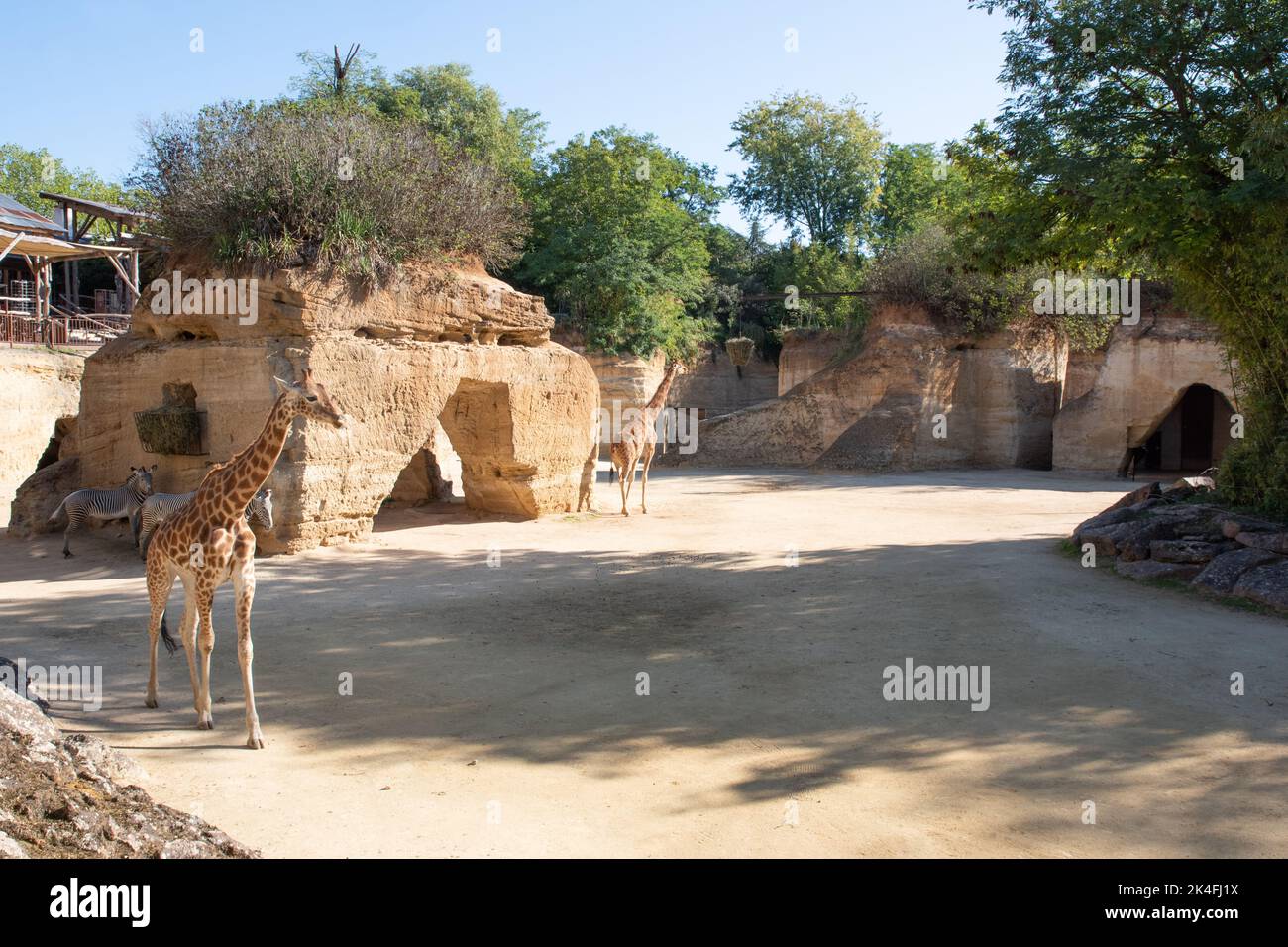 Girafe et zèbre enceinte Bioparc, Doue la Fontaine Banque D'Images