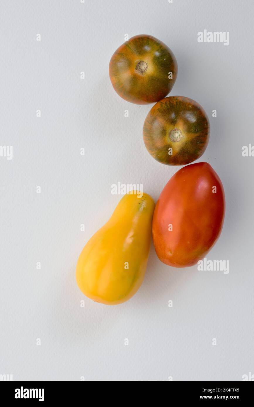 deux tigres rayés rouges, un jaune et une tomate prune sur fond blanc Banque D'Images