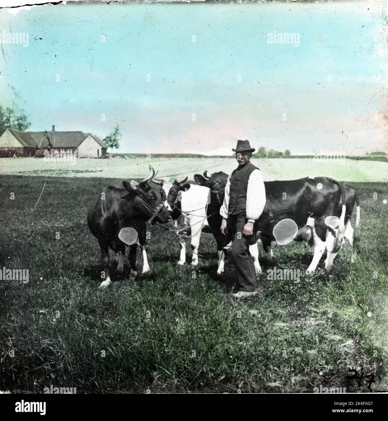 Homme dans la prairie avec des vaches. En arrière-plan à moitié - maison à colombages avec des toits de paille. Image de skipticon de couleur main nordique Banque D'Images