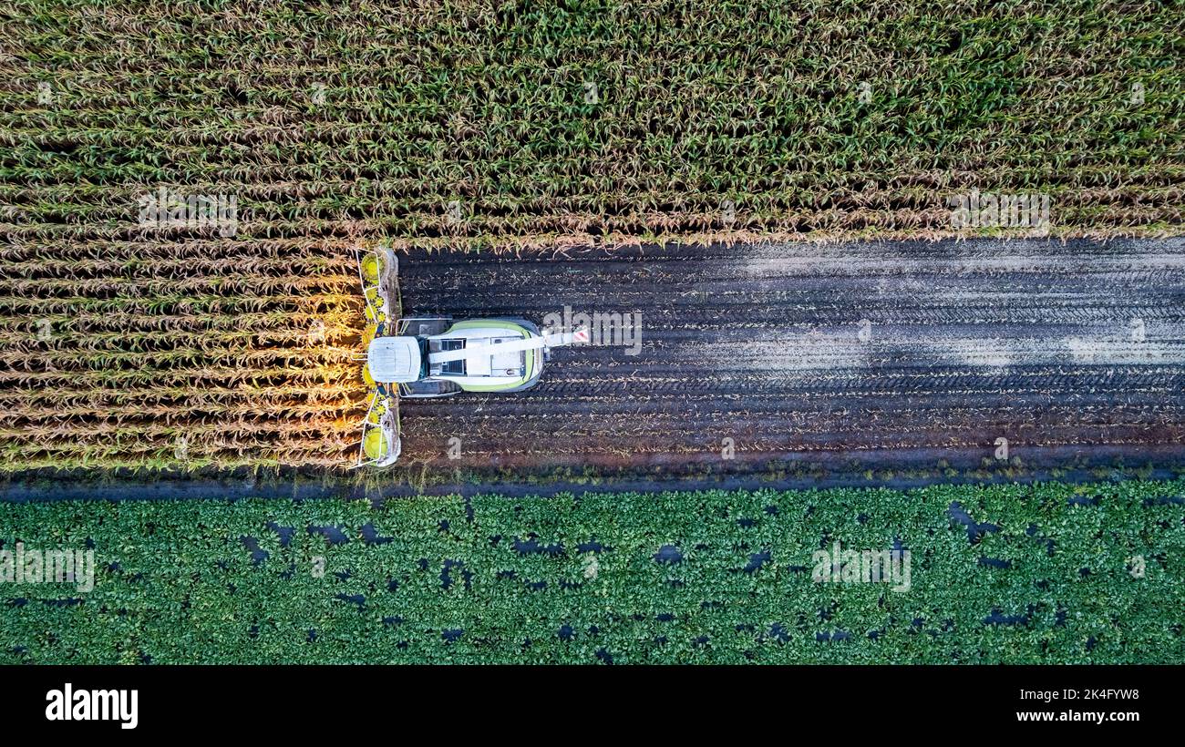 Vol avec vue aérienne sur les moissonneuses-batteuses qui récolte du maïs sec dans le champ le jour de l'automne, le soir ou le matin. Vue en plan des machines récolteuses travaillant dans le champ de maïs. Récolte, travaux agricoles et agricoles, Agriculture. Photo de haute qualité Banque D'Images