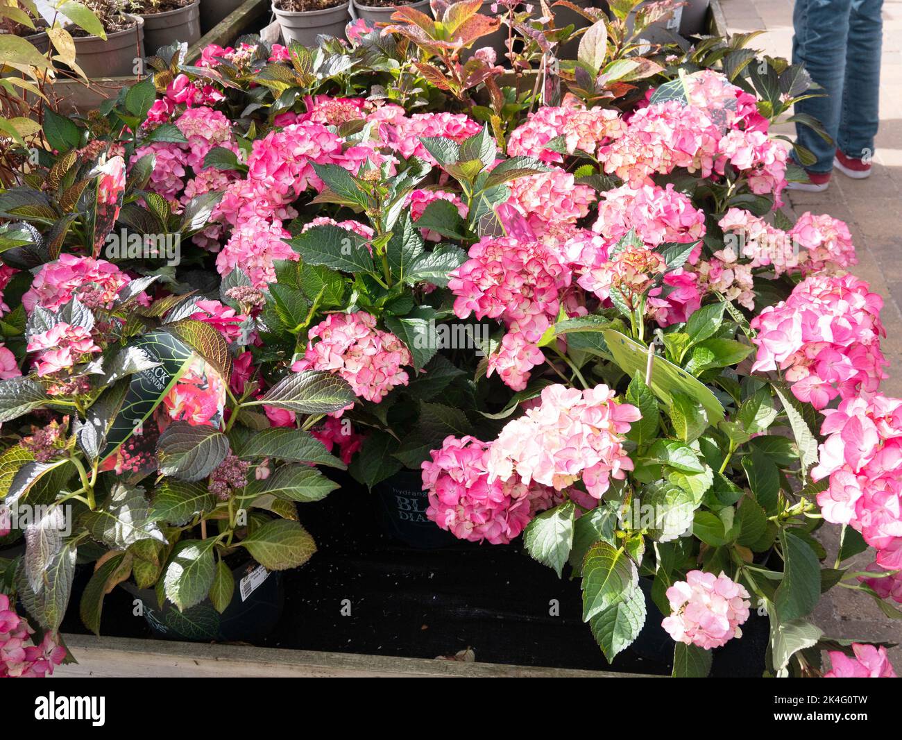 Une exposition de plantes en pot d'Hydrangea Black Diamond dans un centre de jardin bien approvisionné en été Banque D'Images