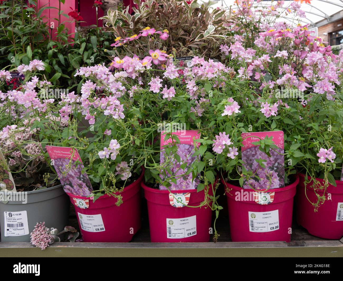 Fleurs Nemesia Confetti à vendre dans un centre du jardin du Yorkshire du Nord Banque D'Images
