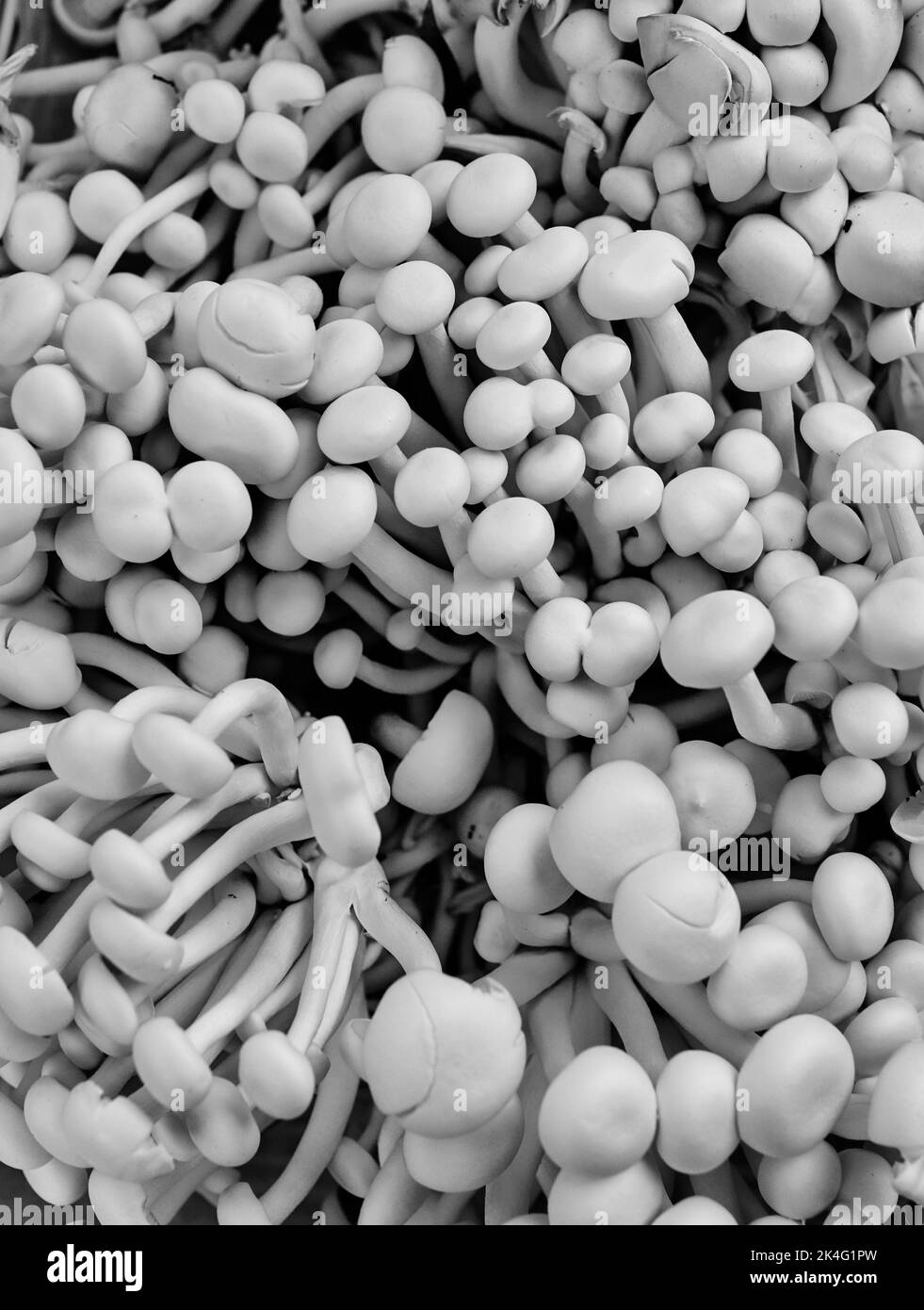 Les champignons de Clamshell Alba sont bons dans les soupes. Aussi connu comme Hon-shimeji ou White Beech champignons. Bio, issu des forêts de NJ, Etats-Unis Banque D'Images