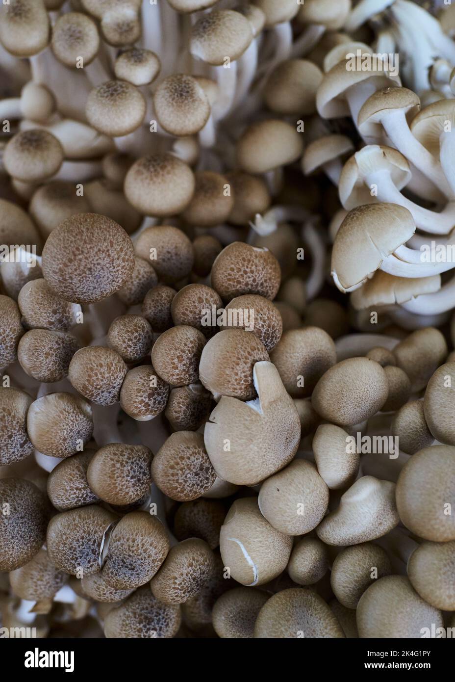 Faire revenir les champignons Clamshell pour faire frire. Aussi connu sous le nom de buna-himeji ou de champignons bruns Beech. Bio, issu des forêts de NJ, Etats-Unis Banque D'Images