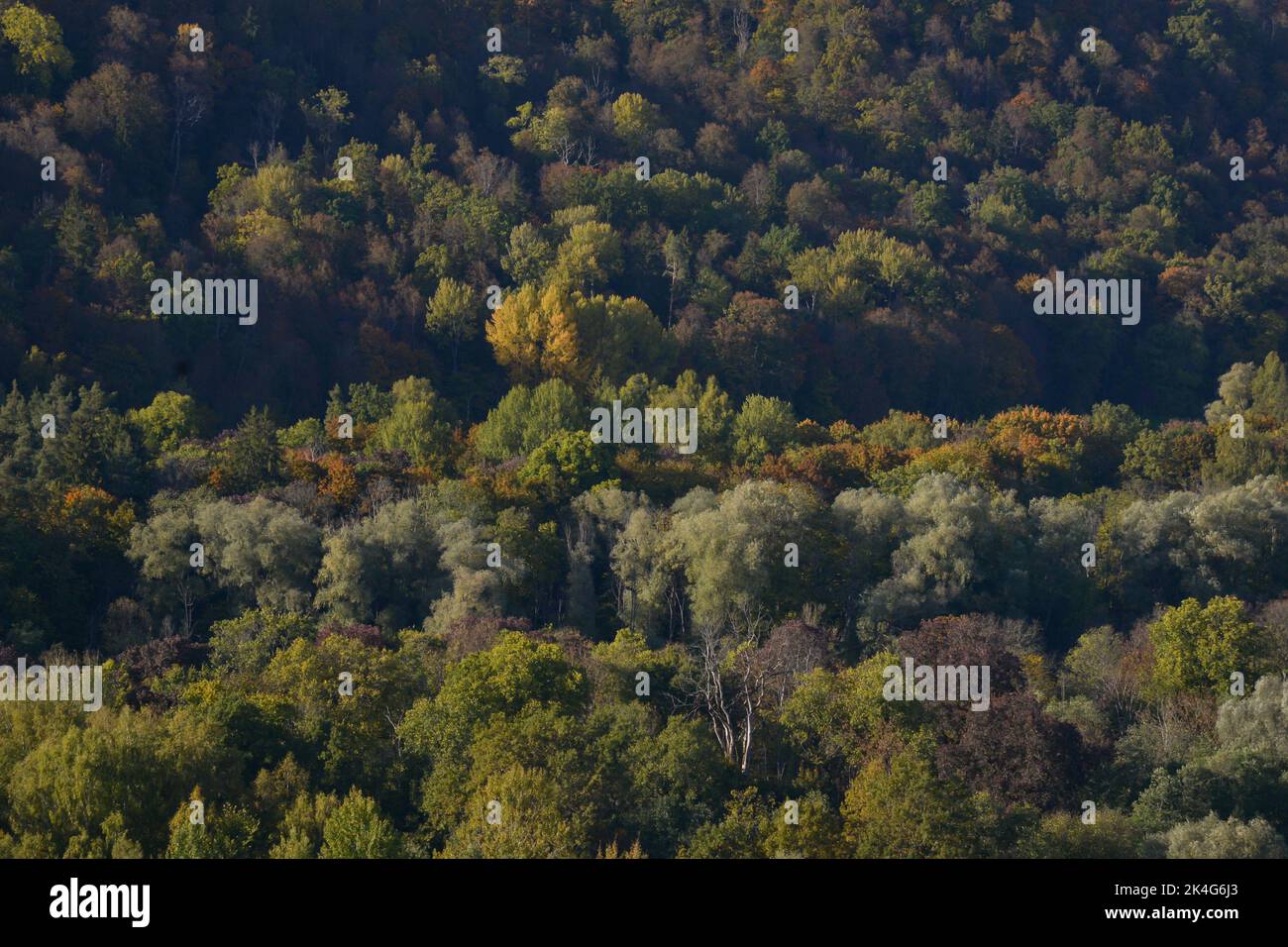 Magnifique paysage d'automne avec des sommets d'arbres colorés en jaune, orange, rouge et vert. Automne doré Banque D'Images