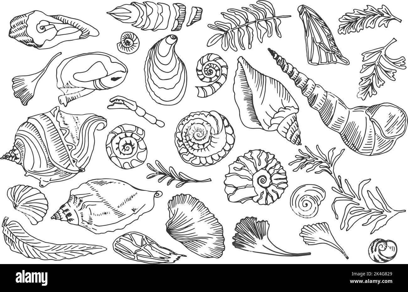 Contour de la ligne noire isolée coquillages et plantes ensemble de coquillages d'océan dessinés à la main ou de conch mollusque de crête de mer sous-marin animal fossile Nautical and Illustration de Vecteur