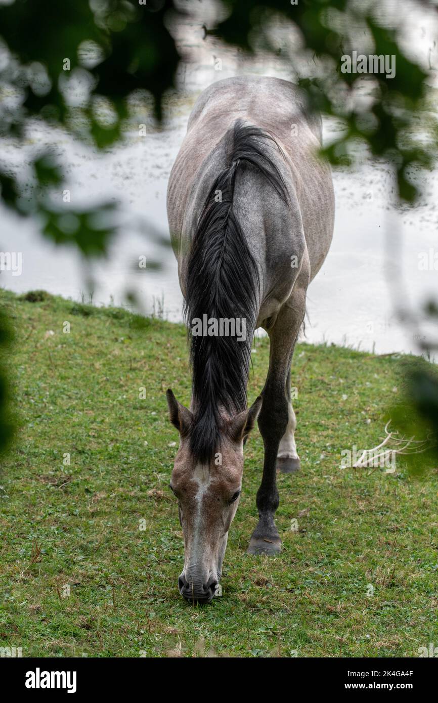 Un cheval mangeant de l'herbe dans le champ Banque D'Images