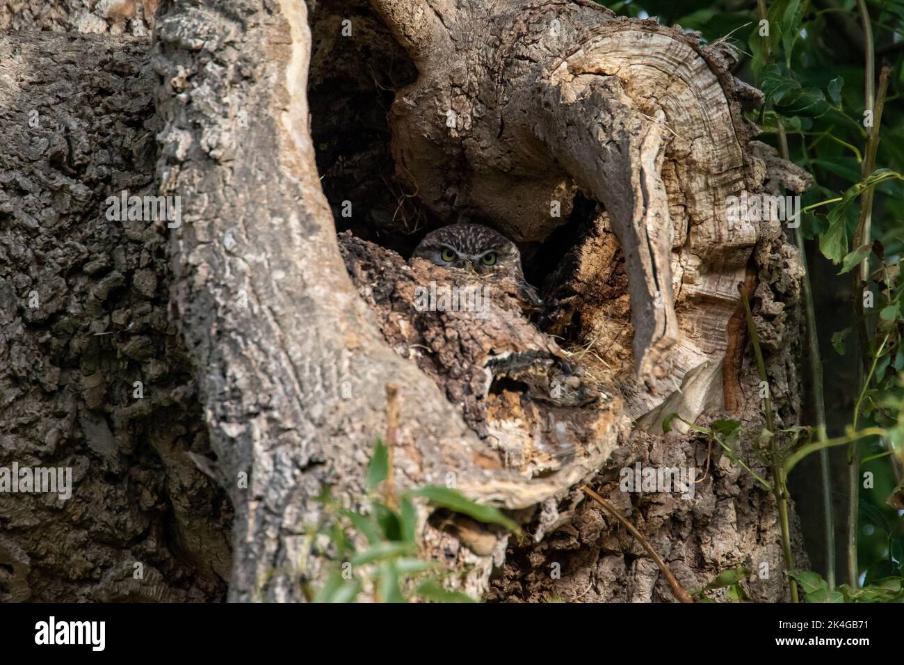 Petite hibou dans la cachette Banque D'Images