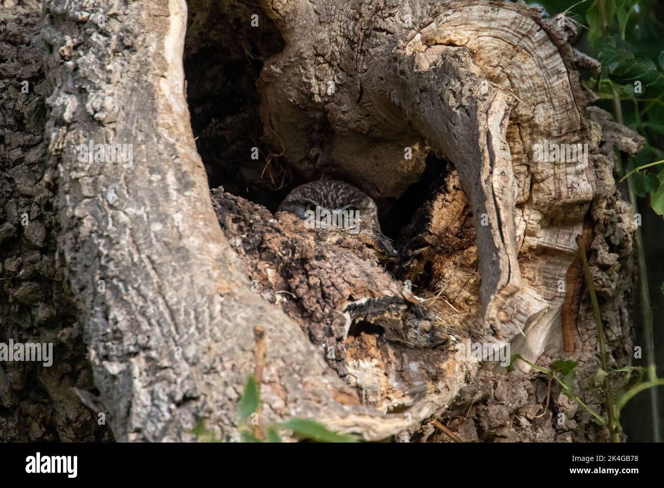 Petite hibou dans la cachette Banque D'Images