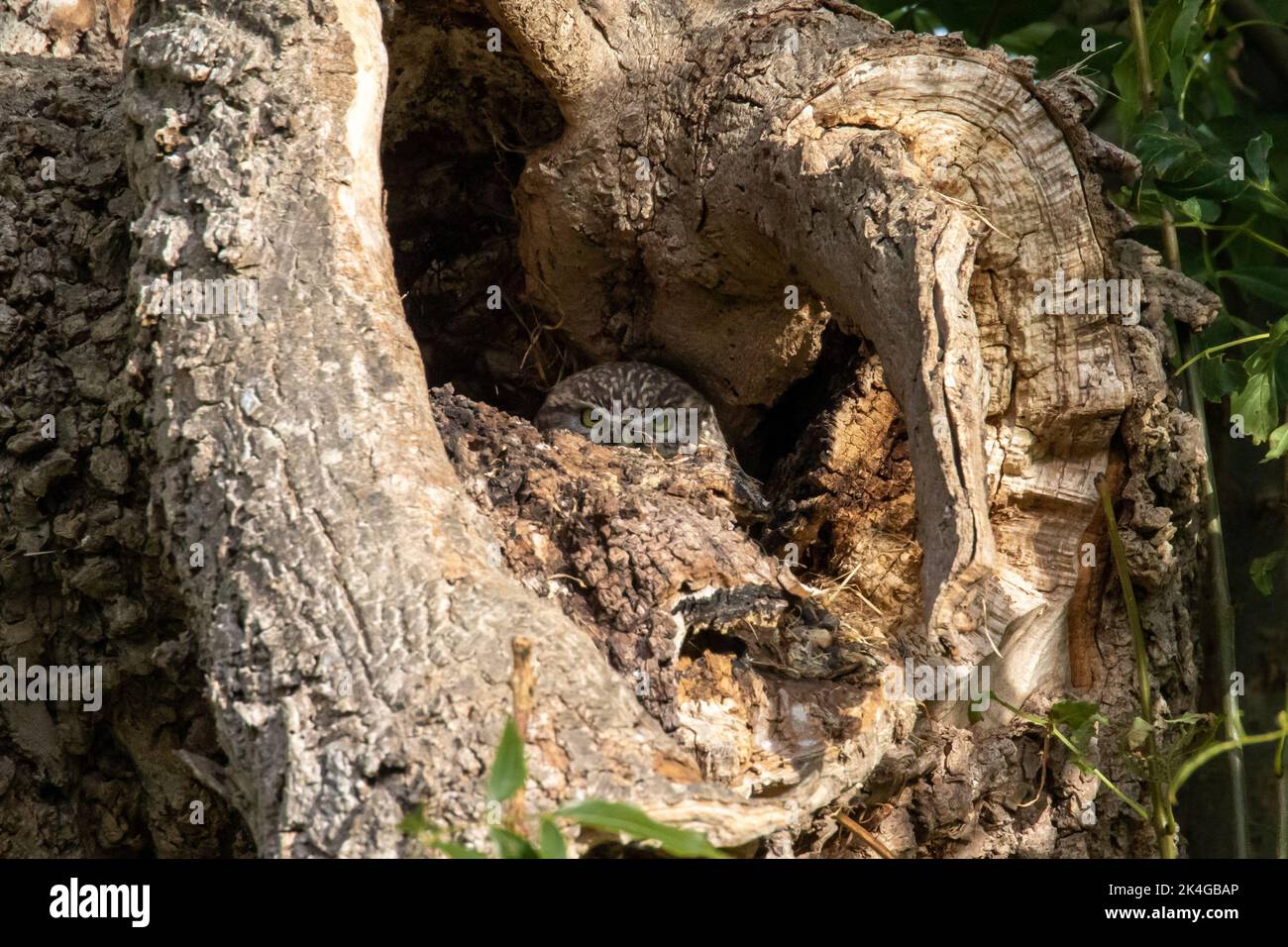 Petite hibou dans la cachette Banque D'Images