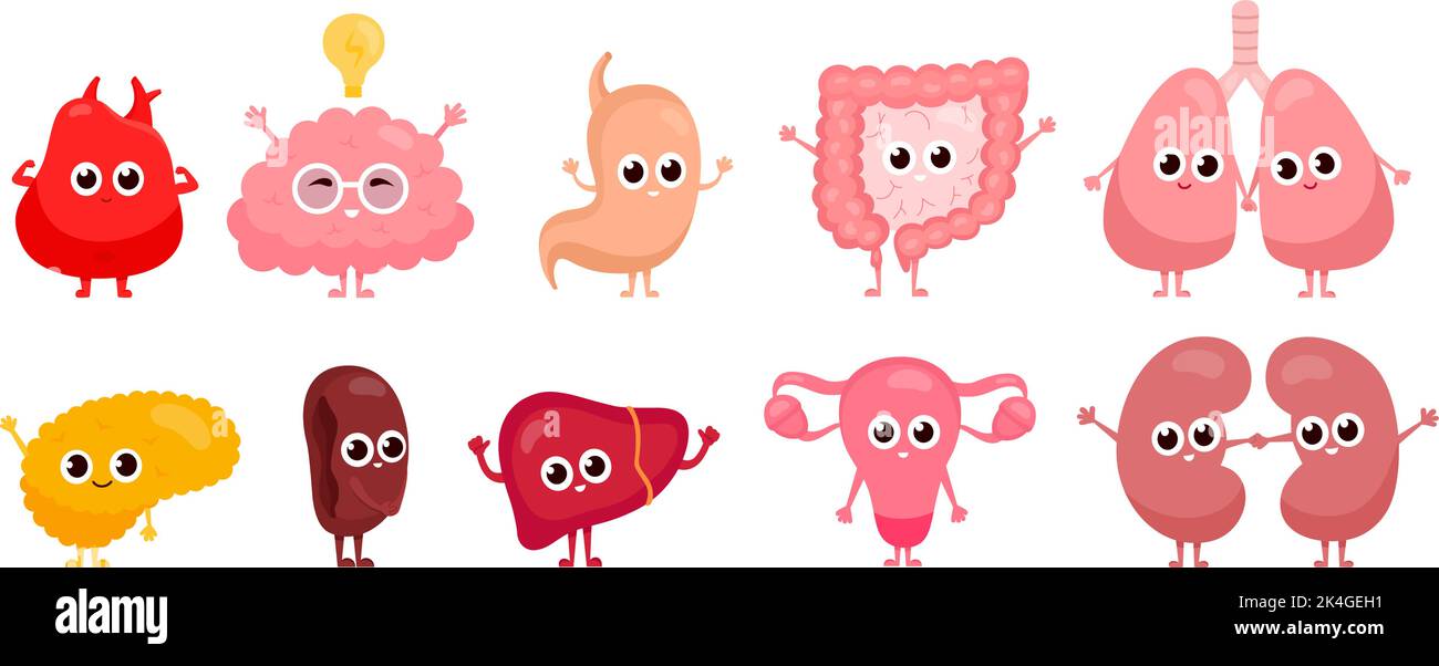 Caractères des organes internes. Caricature sain organe humain mignon personnages comiques, heureux foie drôle cerveau rate estomac pancréas système digestif biologie illustration vectorielle de l'anatomie de caractère humain Illustration de Vecteur