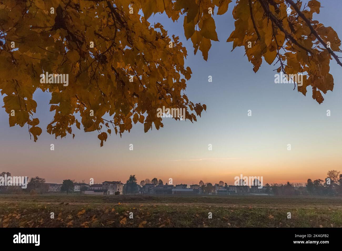 Arbre aux couleurs jaunes d'automne avec panorama de la ville en arrière-plan au coucher du soleil Banque D'Images