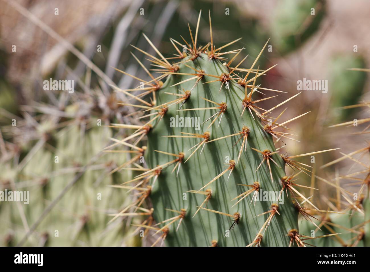 Les épines jaunes dépassent des aréoles trichomatiques glochidiates d'Opuntia littoralis, Cactaceae, indigènes du comté de Ventura côtier, en été Banque D'Images