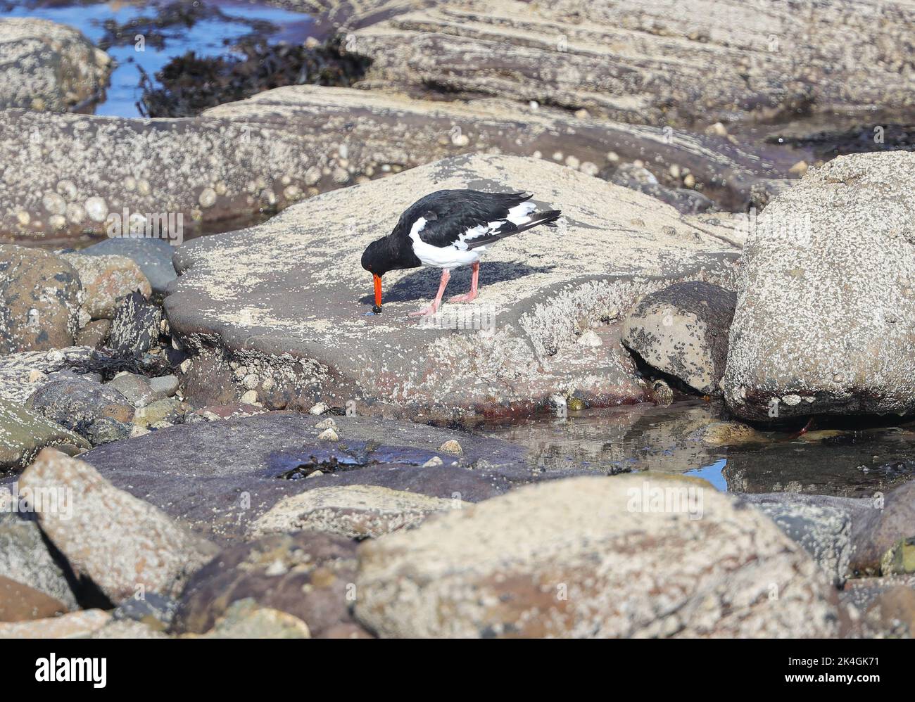 Oystercatcher ( Haematopus ostragegus) Banque D'Images