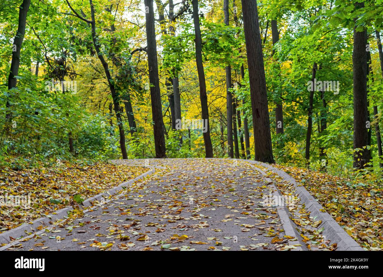 Sentier forestier parsemé de feuilles d'automne tombées. Banque D'Images