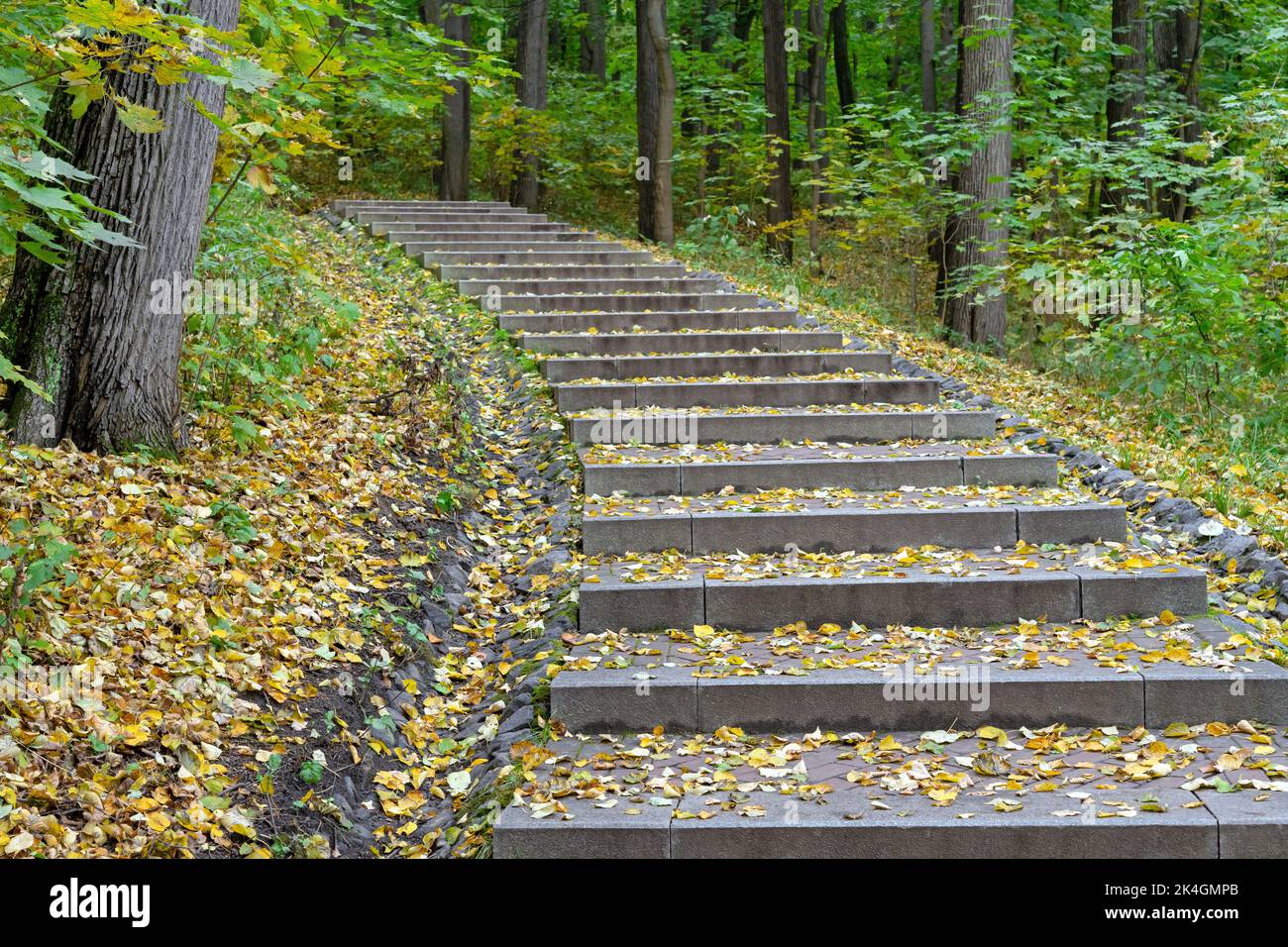 Sentier forestier avec marches parsemées de feuilles d'automne tombées. Banque D'Images
