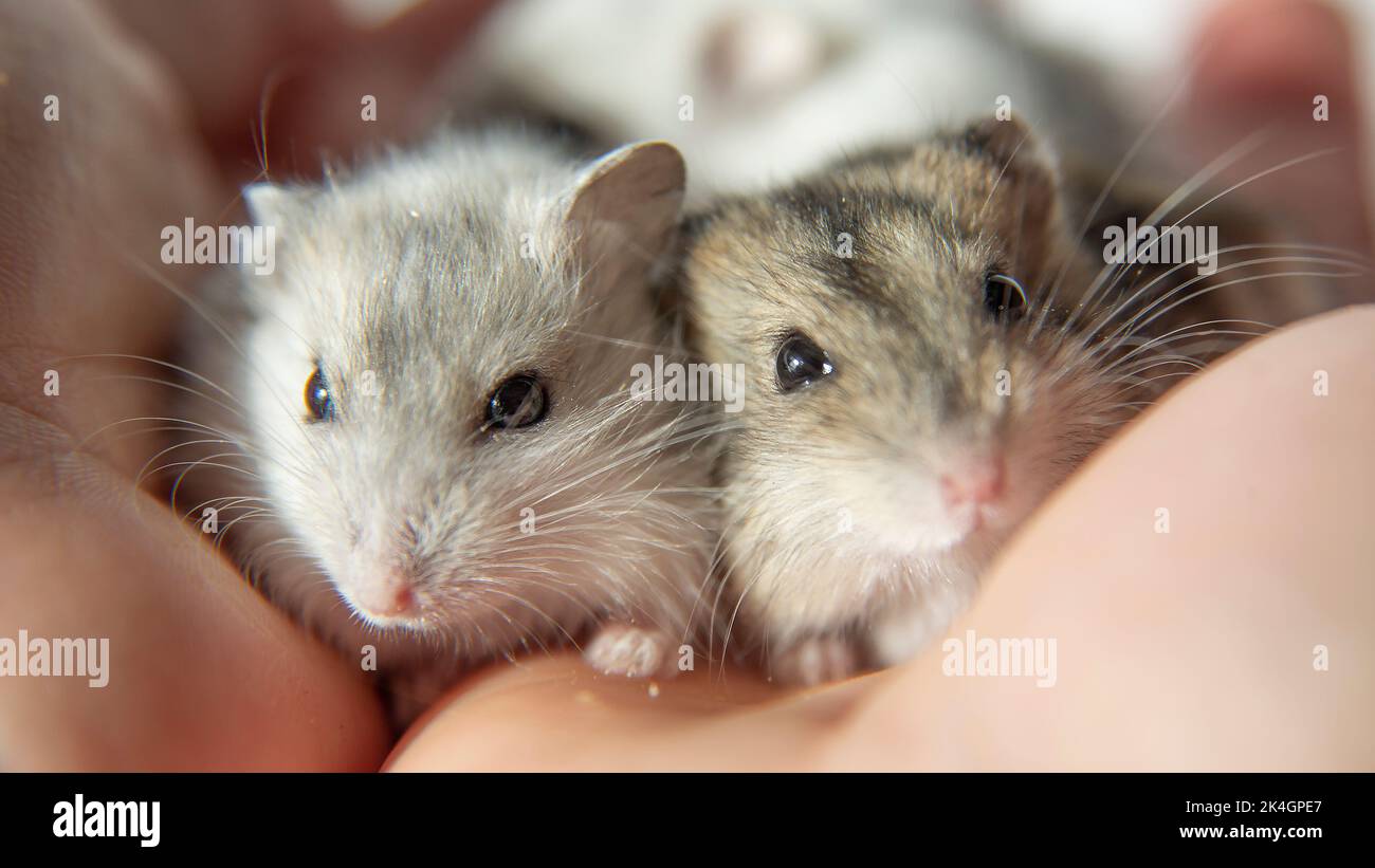 De jolis hamsters dans les mains attentionnées du propriétaire. Les hamsters sont des animaux domestiques douillets. Banque D'Images