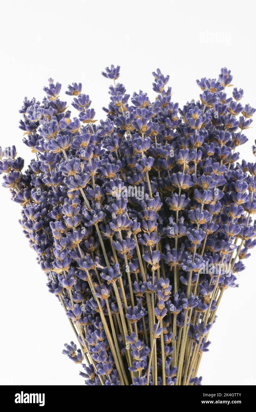 Bouquet de fleurs de lavande séchées (Lavandula) isolées sur fond blanc. Banque D'Images