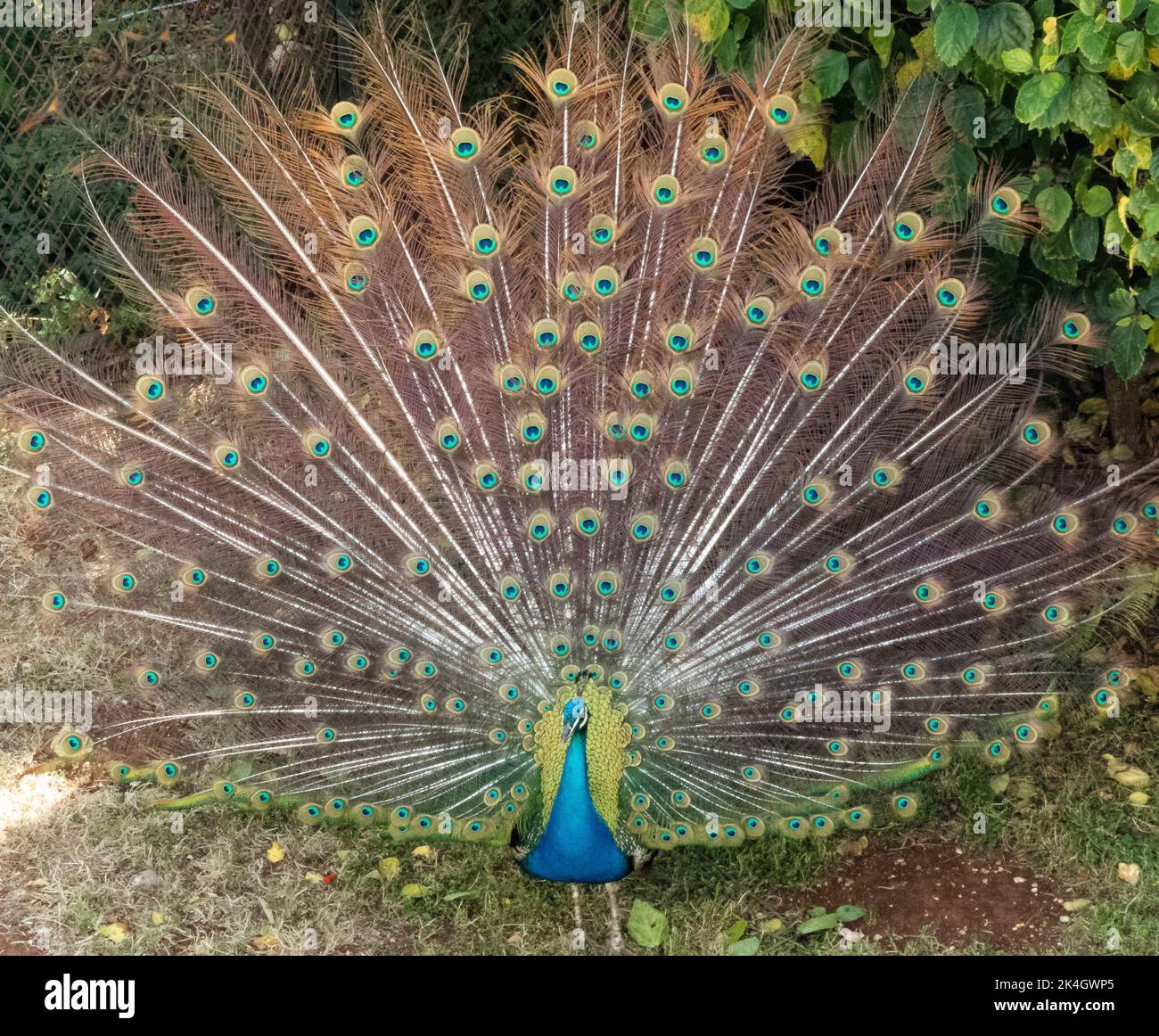 Vue avant du magnifique oiseau de paon avec plumes de queue ouverte Banque D'Images