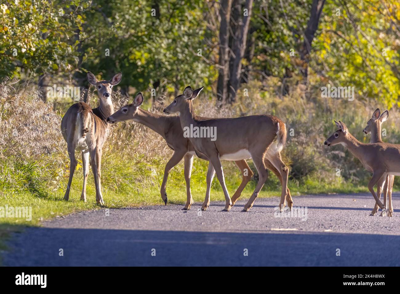 On entend des cerfs de Virginie (Odocoileus virginianus) en automne Banque D'Images