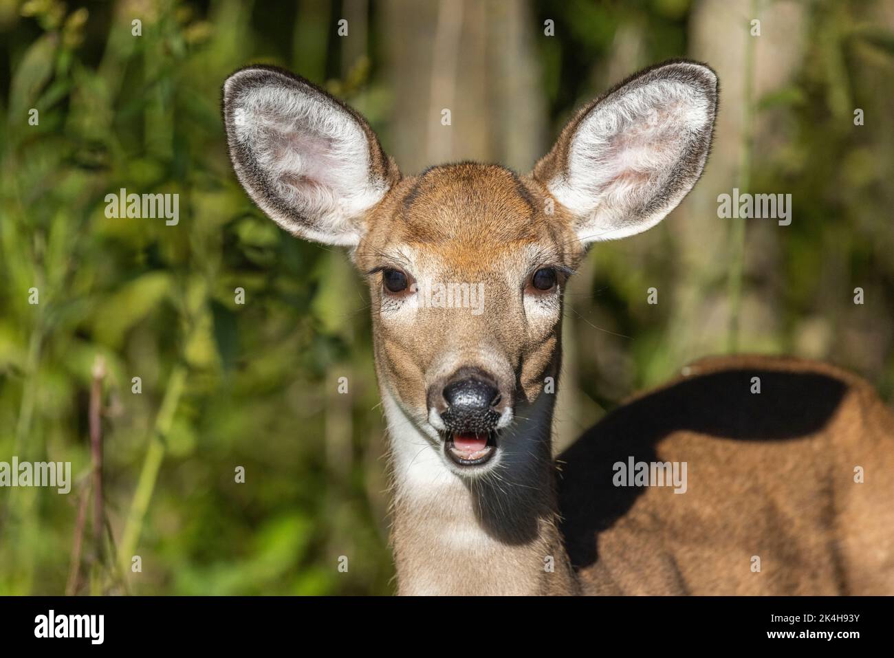 Bébé cerf de Virginie (Odocoileus virginianus) en automne Banque D'Images