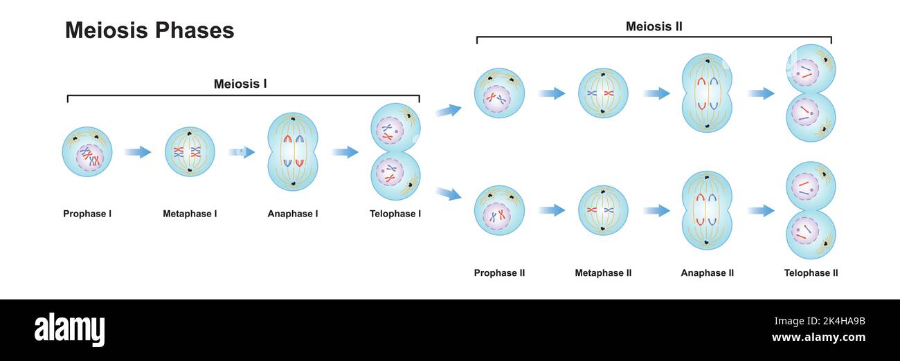 Conception scientifique des phases de méiose. Processus de division des cellules germinales. Symboles colorés. Illustration vectorielle. Illustration de Vecteur