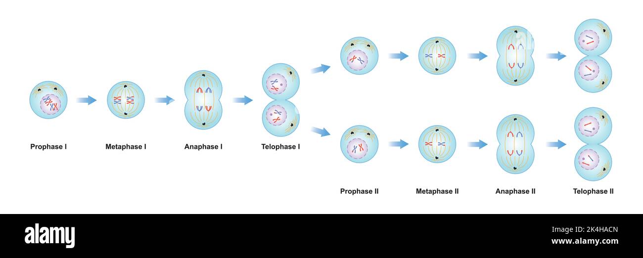 Conception scientifique des phases de méiose. Processus de division des cellules germinales. Symboles colorés. Illustration vectorielle. Illustration de Vecteur