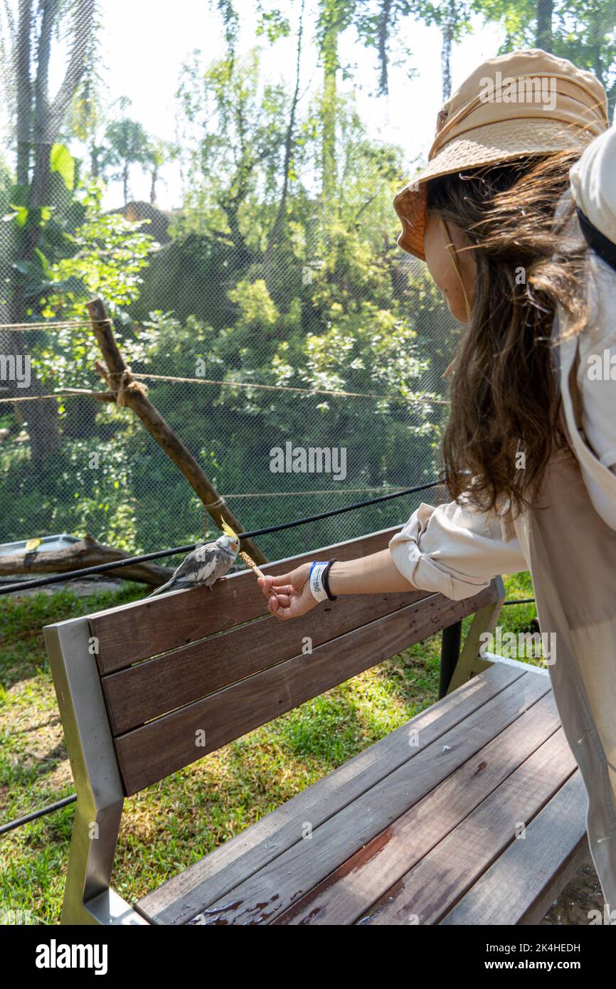 belle jeune femme nourrissant un oiseau avec un bâton de bois avec des graines collées à lui, l'oiseau s'arrête à manger, canari, nymphe, mexique Banque D'Images