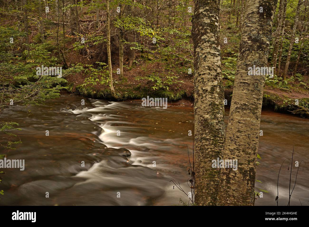 L'eau coule le long d'un ruisseau dans un environnement boisé paisible. Banque D'Images