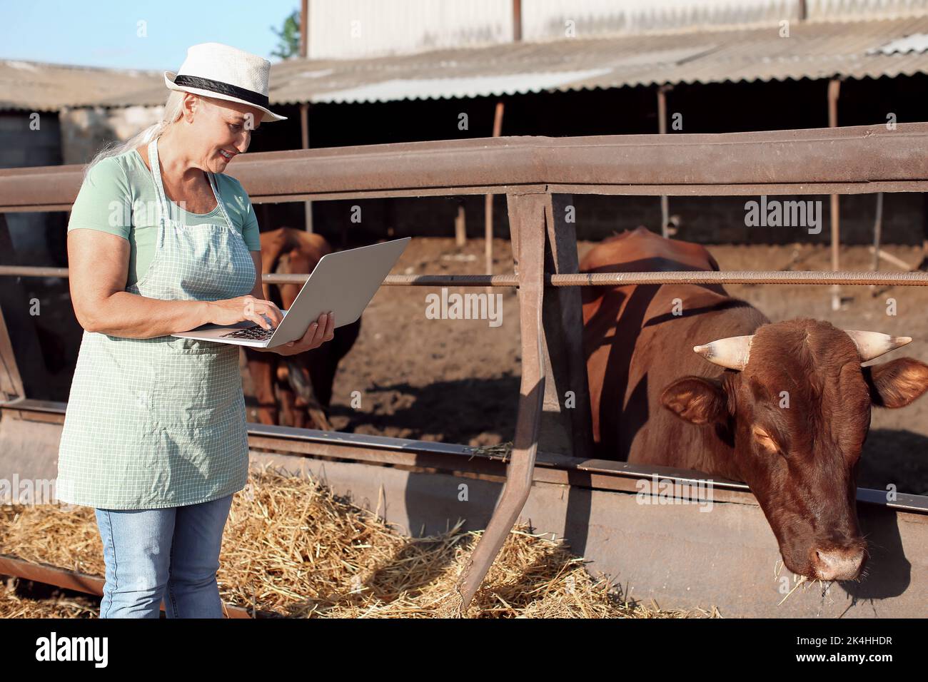 Femme cultivateur mature avec ordinateur portable près du paddock avec des vaches à la ferme Banque D'Images Femme cultivateur mature avec ordinateur portable près du paddock avec des vaches à la ferme Banque D'Images