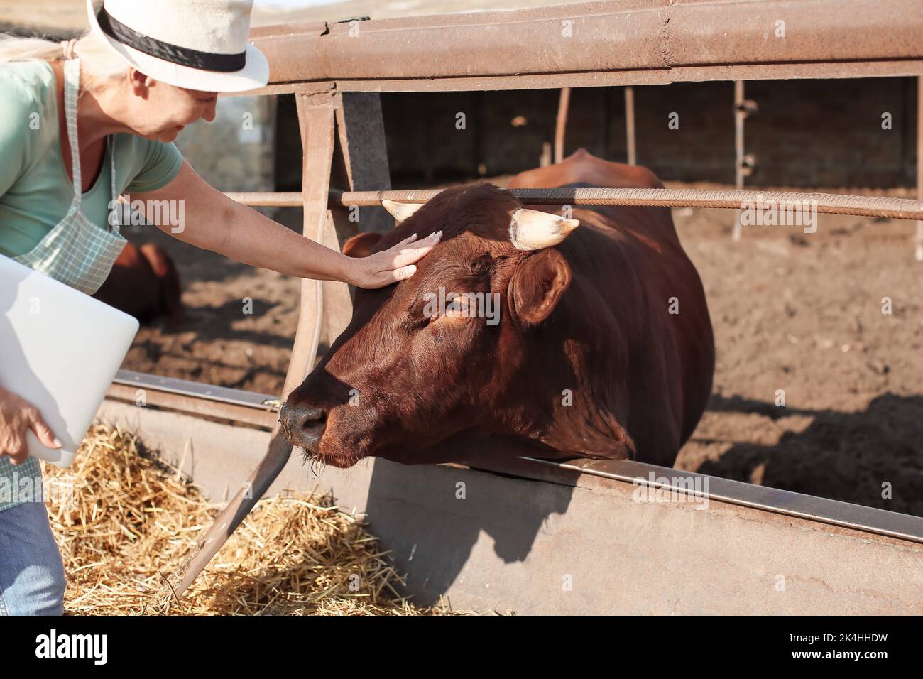 Femme mature près du paddock avec vache à la ferme Banque D'Images Femme mature près du paddock avec vache à la ferme Banque D'Images