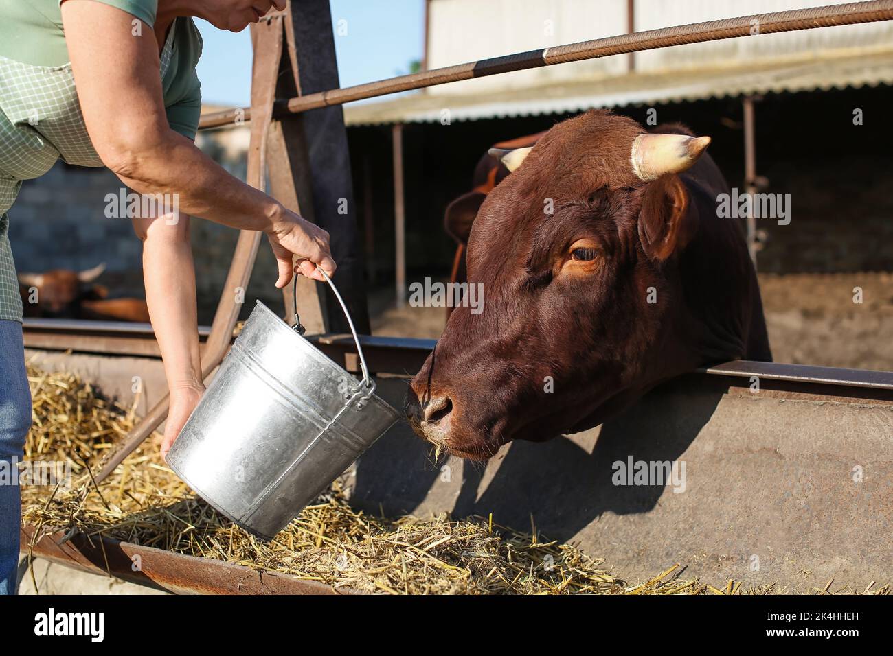 Femme mature près du paddock avec vache à la ferme Banque D'Images Femme mature près du paddock avec vache à la ferme Banque D'Images