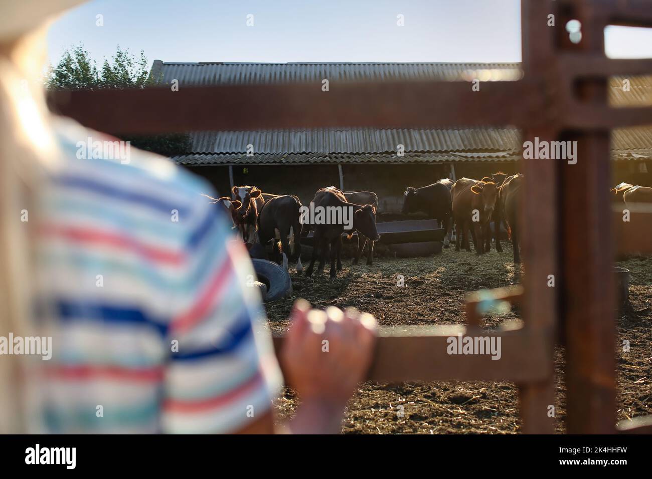 Troupeau de vaches dans le enclos de la ferme Banque D'Images Troupeau de vaches dans le enclos de la ferme Banque D'Images