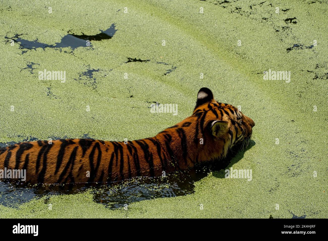 Tigre du bengale, Panthera tigris tigris, natation pour se rafraîchir, belle grande féline, mexique, Banque D'Images
