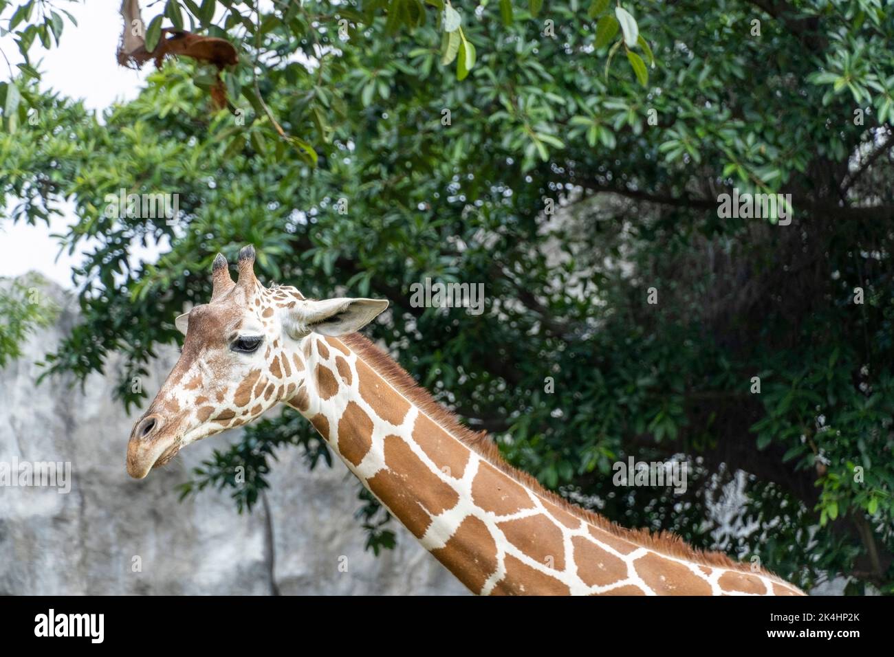 Giraffa camelopardalis reticulata tête de girafe, reposant dans le champ, mexique Banque D'Images