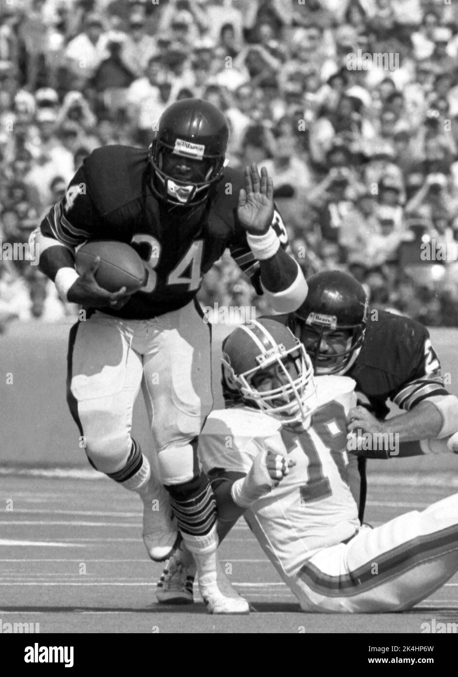 Chicago Bears qui revient Walter Payton court le ballon lors d'un match en 1984. Banque D'Images