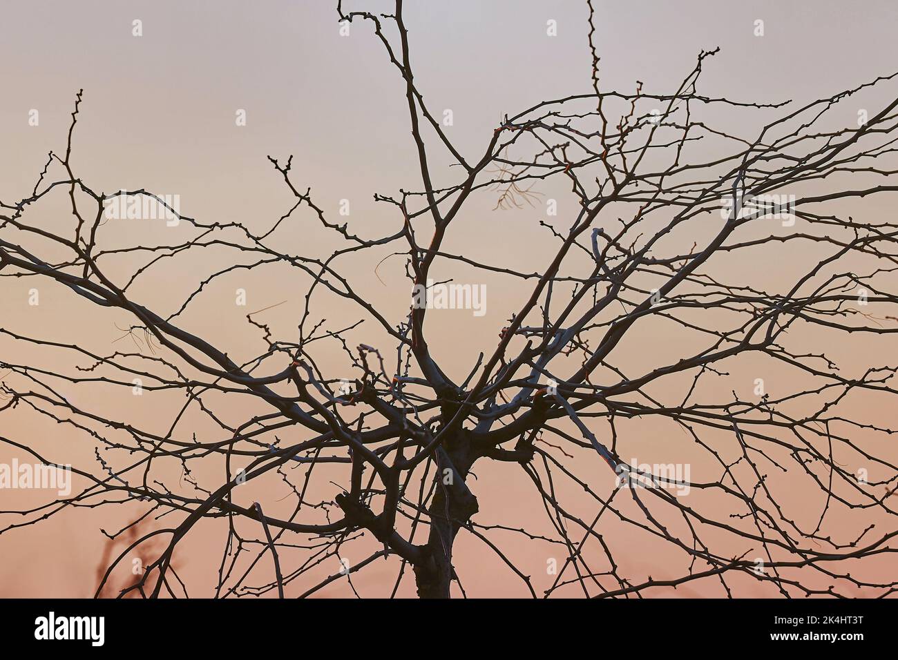 Branches d'arbre nues au coucher du soleil Banque D'Images