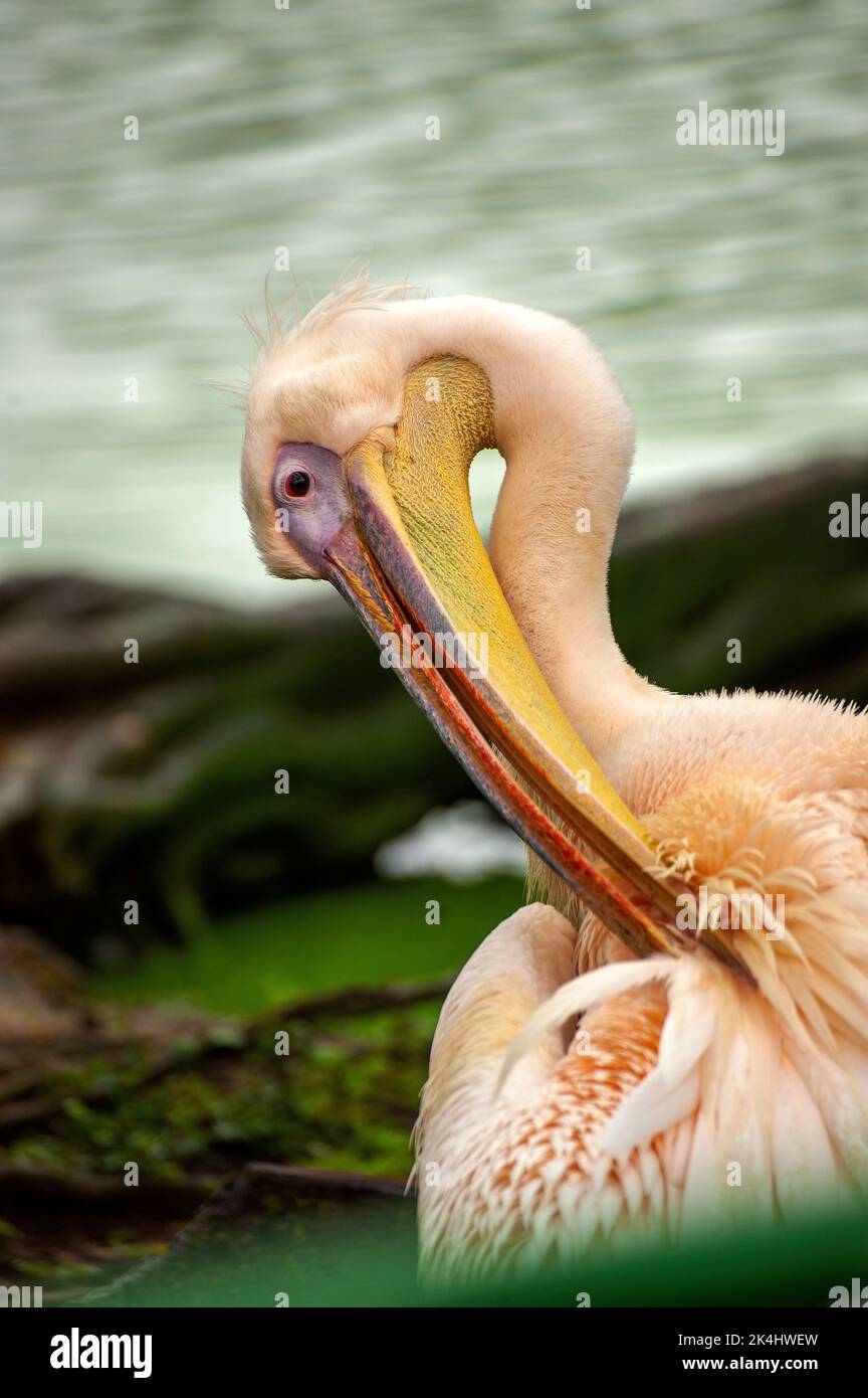 Pélican blanc (Pelecanus erythrorhynchos) Banque D'Images