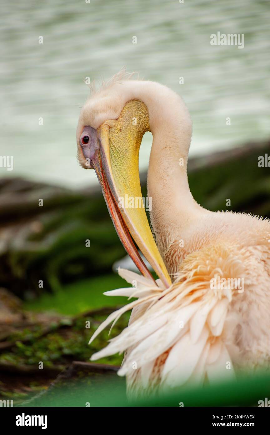 Pélican blanc (Pelecanus erythrorhynchos) Banque D'Images