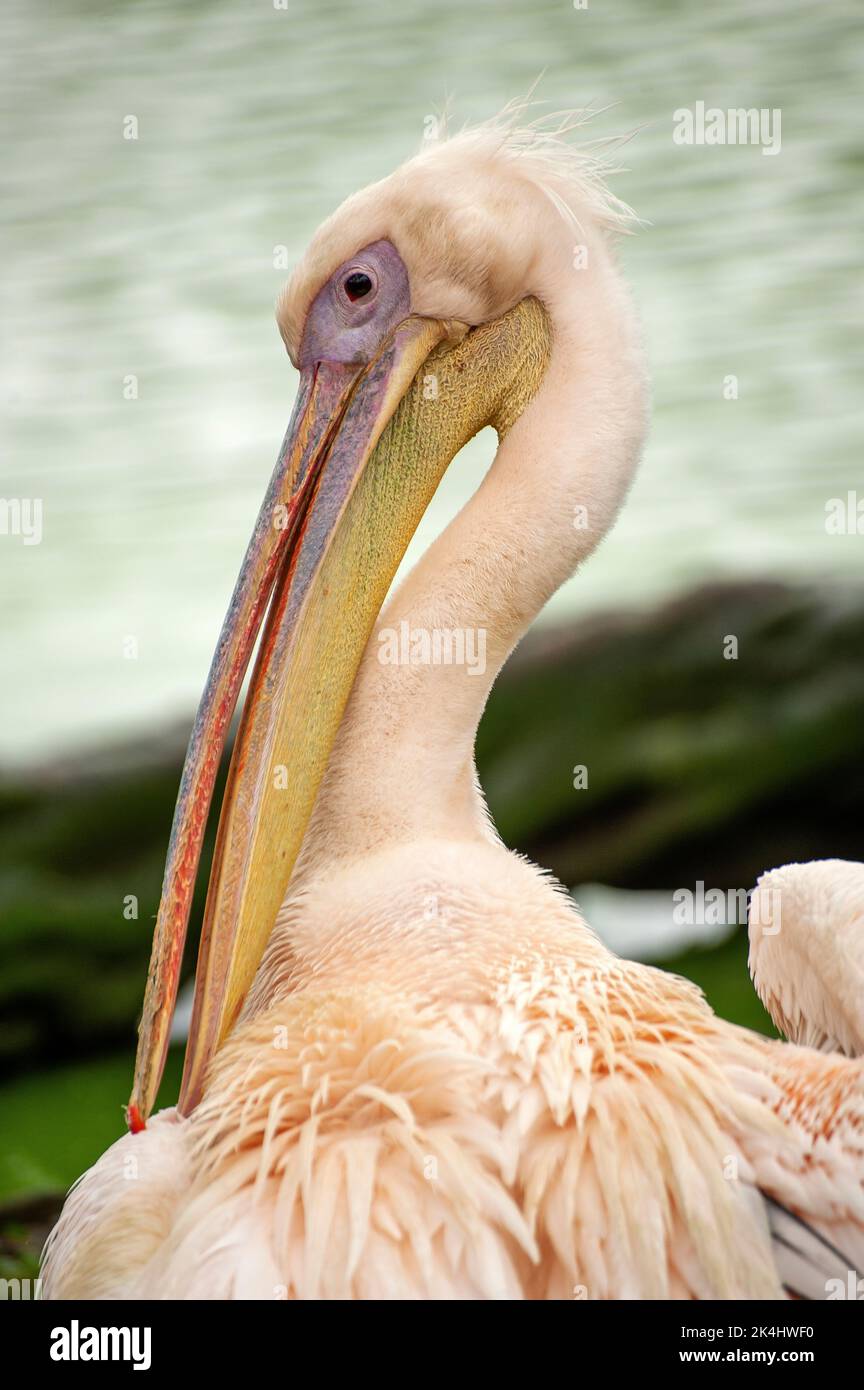 Pélican blanc (Pelecanus erythrorhynchos) Banque D'Images