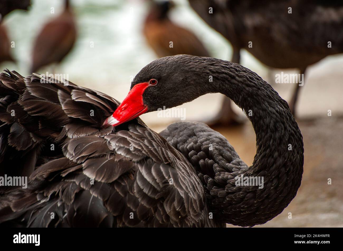 Le cygne noir (Cygnus atratus) est un gros oiseau à bec rouge. On le trouve généralement le long des voies navigables intérieures, des rivières, des bassins d'égout et des lagons côtiers. Banque D'Images