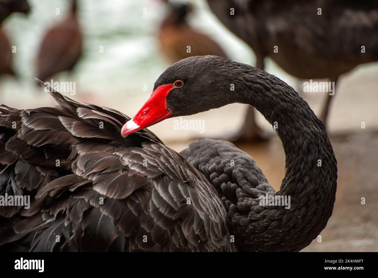 Le cygne noir (Cygnus atratus) est un gros oiseau à bec rouge. On le trouve généralement le long des voies navigables intérieures, des rivières, des bassins d'égout et des lagons côtiers. Banque D'Images