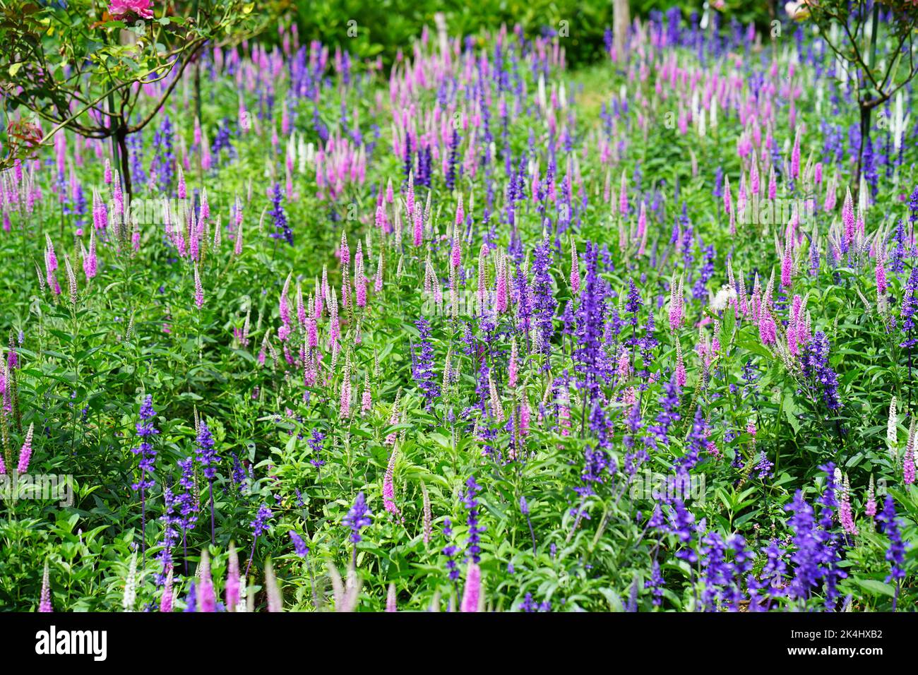 Fleurs roses et violettes à Da Lat. Vietnam Banque D'Images