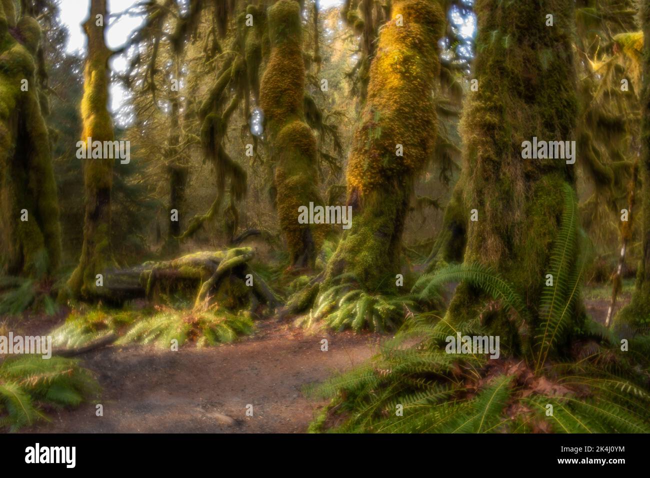 WA22131-00...WASHINGTON - regard Misty de la forêt tropicale de Hoh depuis le sentier Hall of Mosses dans le parc national olympique. Photographié avec un Lensbaby Velve Banque D'Images