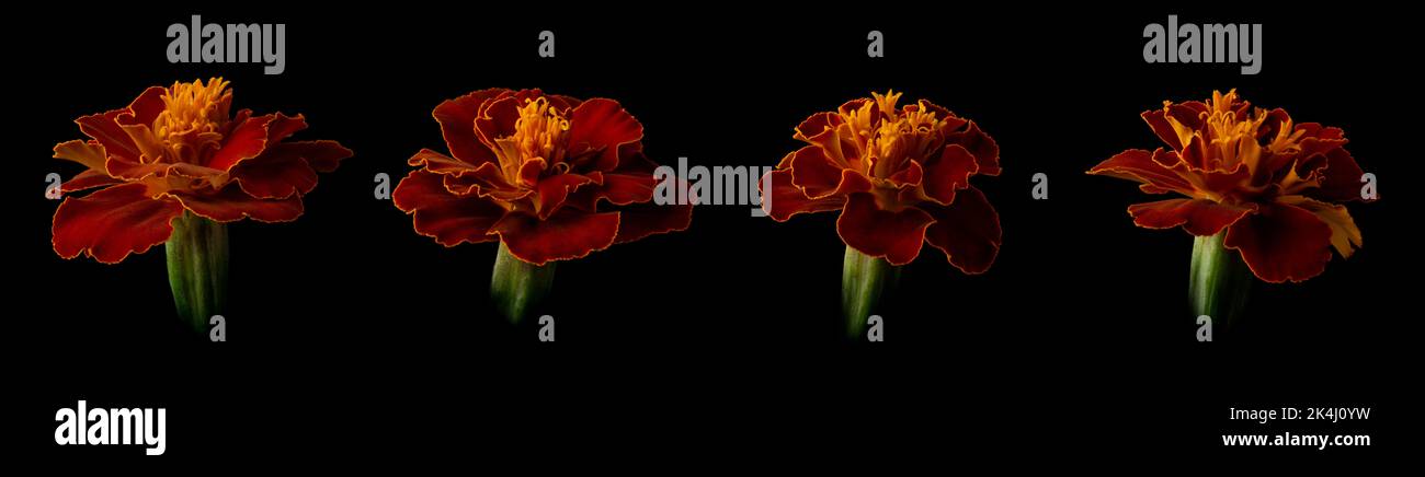 ensemble de marigolds français, tagetes patula, de couleurs vives jaune doré et rouge foncé têtes de fleurs isolées sur fond noir, collection Banque D'Images