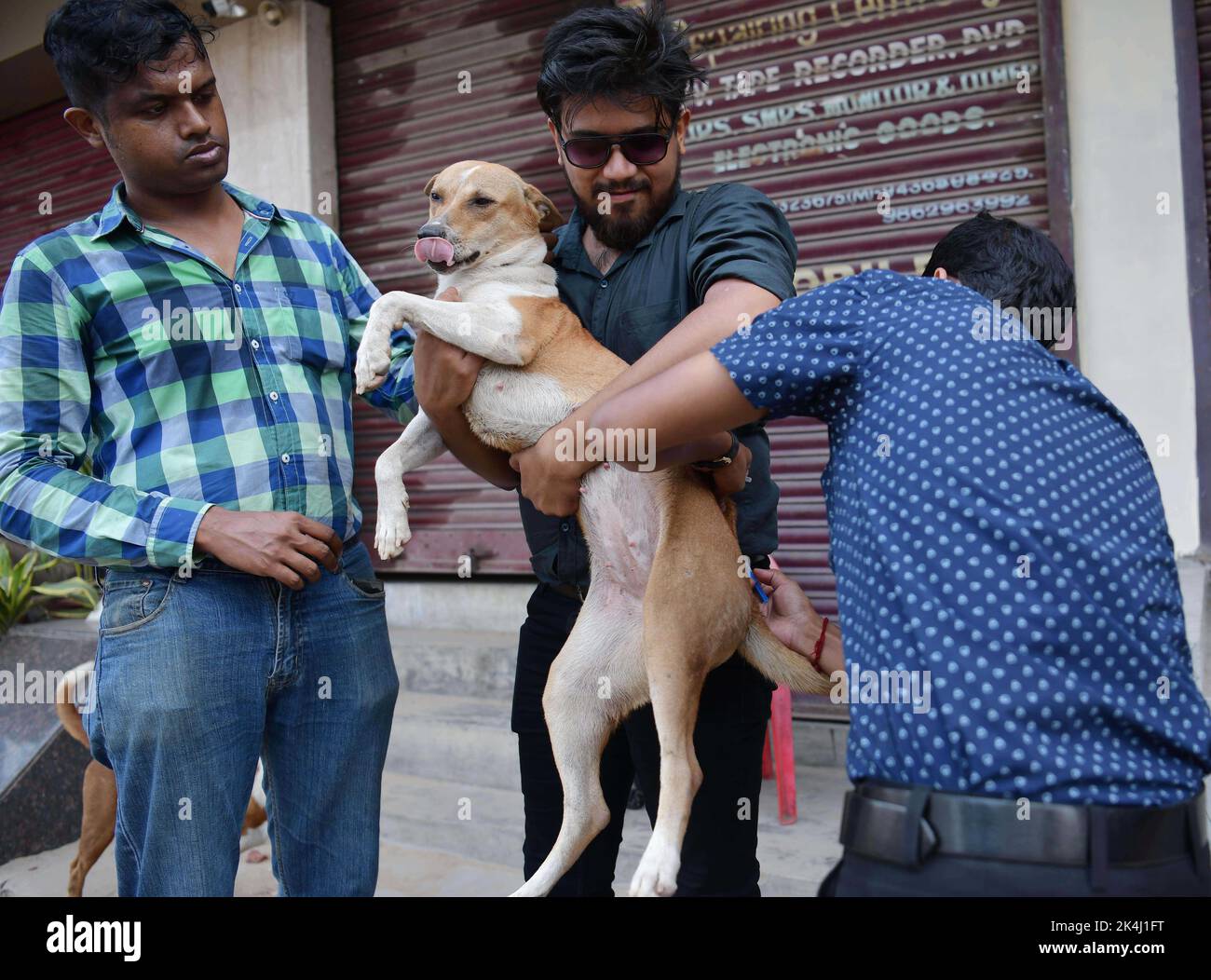 Un volontaire d'une ONG nommée Pawsome tente de prendre un chien avec un filet pour administrer le vaccin anti-rage (ARV) aux chiens de rue lors d'une campagne spéciale à l'occasion de la Journée mondiale de la rage à Agartala. Tripura, Inde. Banque D'Images