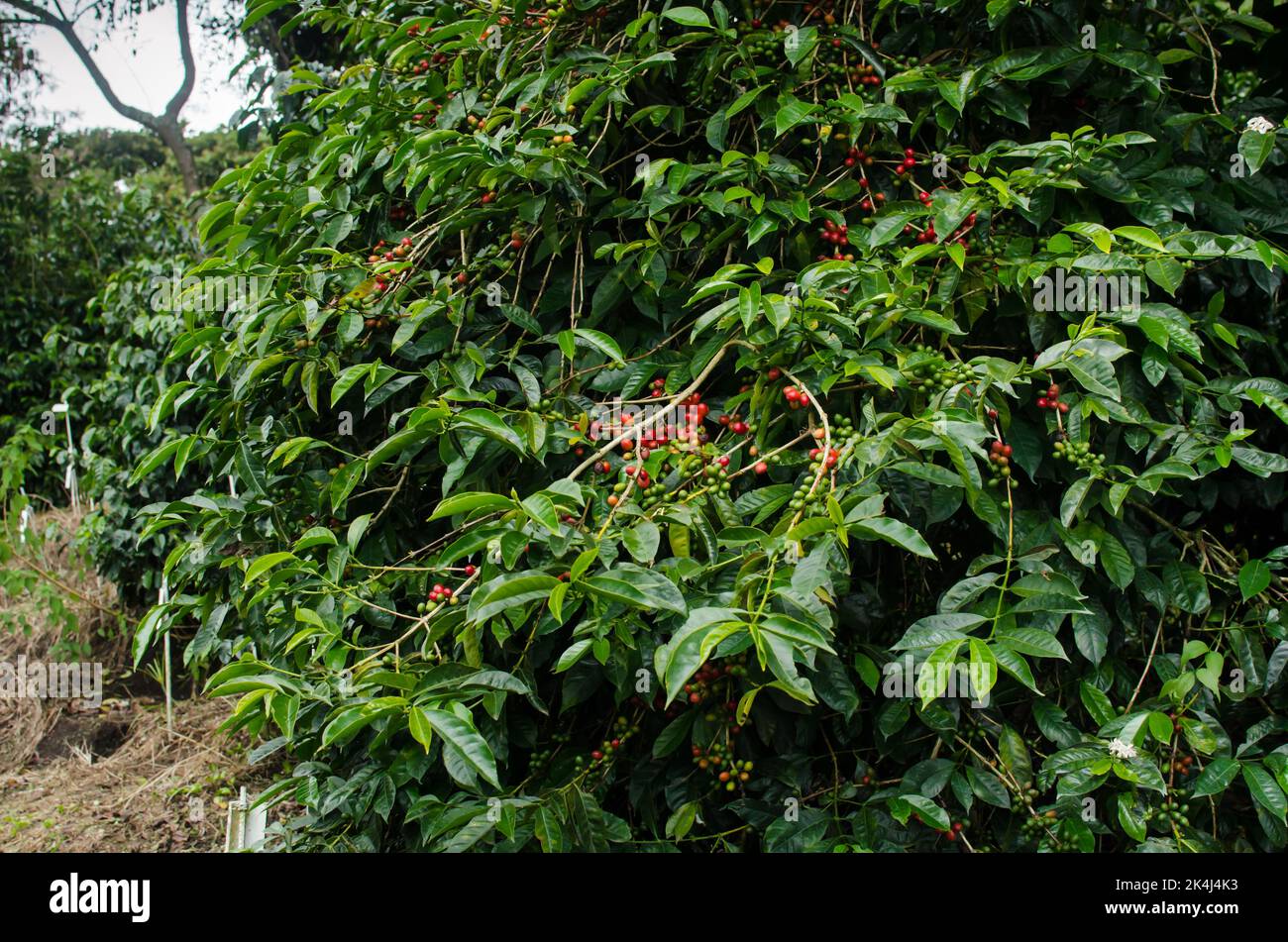 Plantation de café à Boquete Banque D'Images